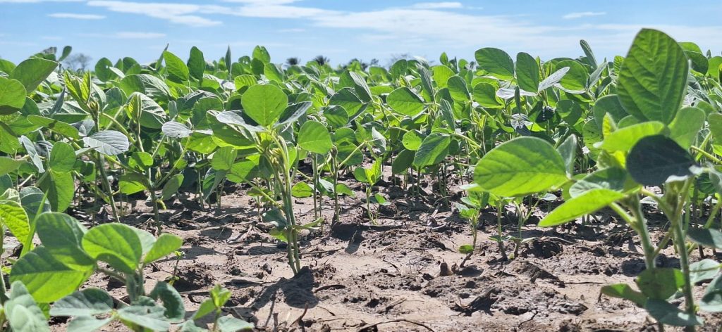 Actualmente, los cultivos de soya de la campaña de invierno en San Pedro (Santa Cruz) ya están en etapa de fumigación contra las plagas y gracias a la humedad del suelo se encuentran saludables.  Foto: Mary E. Bustillos.
